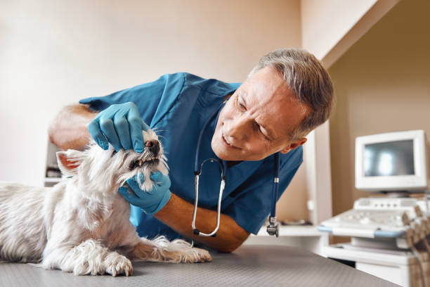 Best Broken or Cracked Tooth Emergency Dentist in Homosassa, FL